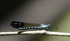 Heliocypha perforata