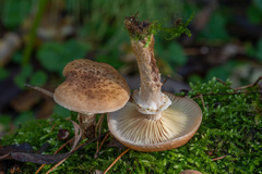 Armillaria gallica