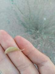 Hoffmannseggia microphylla