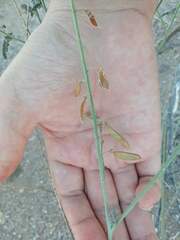 Hoffmannseggia microphylla