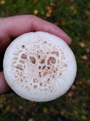 Amanita citrina