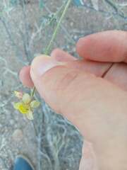 Hoffmannseggia microphylla