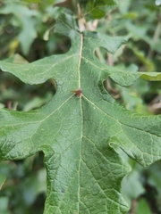 Leptostemonum