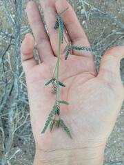 Hoffmannseggia microphylla