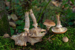 Armillaria gallica
