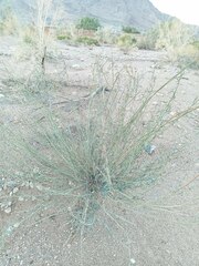 Hoffmannseggia microphylla