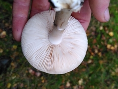 Amanita citrina