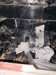 Kukulcania hibernalis