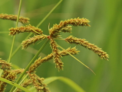 Cyperus imbricatus