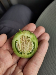Leptostemonum