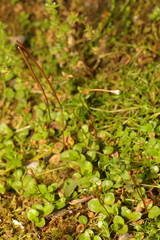 Epilobium brunnescens
