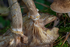 Armillaria gallica