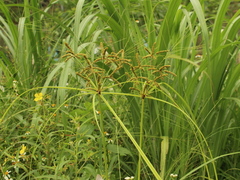 Cyperus imbricatus