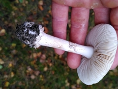 Amanita citrina