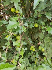 Leptostemonum