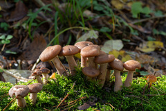 Armillaria gallica