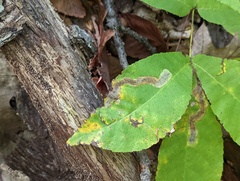 Cameraria caryaefoliella