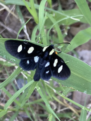 Androloma disparata
