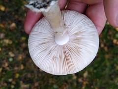 Amanita citrina