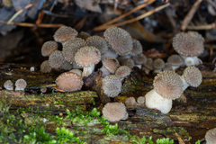 Armillaria gallica