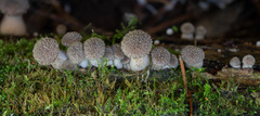 Armillaria gallica