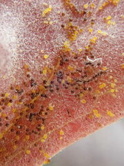 Erysiphe berberidis