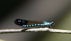 Heliocypha perforata