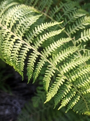 Pteridium aquilinum