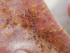 Erysiphe berberidis