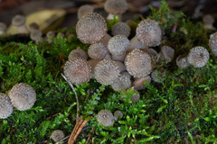 Armillaria gallica