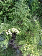 Pteridium aquilinum