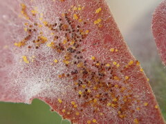 Erysiphe berberidis