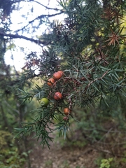 Juniperus oxycedrus
