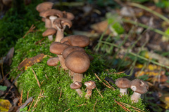 Armillaria gallica