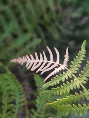 Pteridium aquilinum