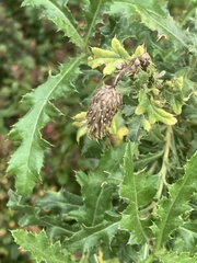 Cirsium arvense