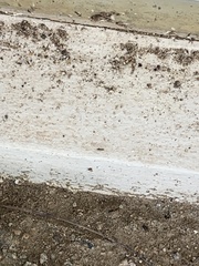 Monomorium floricola