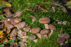 Armillaria gallica