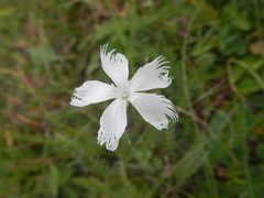 Dianthus serotinus