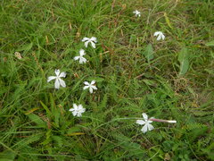 Dianthus serotinus