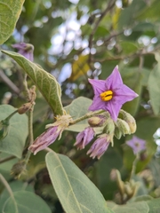 Solanum campylacanthum