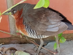 Laterallus melanophaius