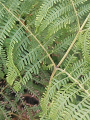 Pteridium aquilinum