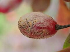 Erysiphe berberidis