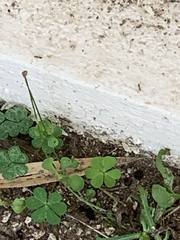 Monomorium floricola