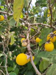 Solanum campylacanthum