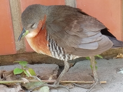 Laterallus melanophaius