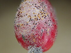 Erysiphe berberidis