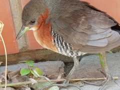 Laterallus melanophaius