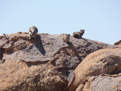 Procavia capensis capensis